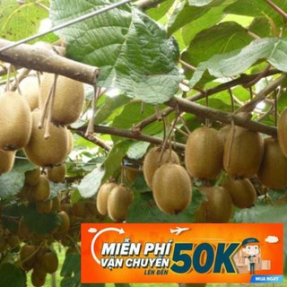 30 Hạt giống Kiwi xanh (tặng gói kích nẩy mầm và hướng dẫn)