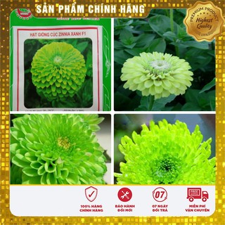 COMBO 2 gói hạt giống cúc Zinnia xanh TẶNG 1 phân bón