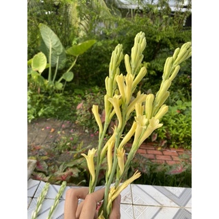 CỦ GIỐNG HOA HUỆ VÀNG