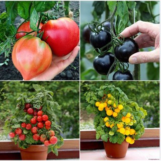 Bộ 4 gói cà chua đầy đủ màu sắc ( cà chua đen, cà chua lun đỏ, cà chua lùn vàng , cà chia trái tim)