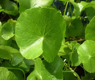 Hạt giống Rau má