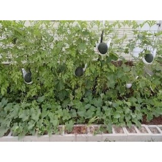 hạt giống dưa hấu suger baby võ đen 10h