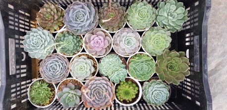 Sen đá (SIZE TRUNG) kích thước từ 9-12cm