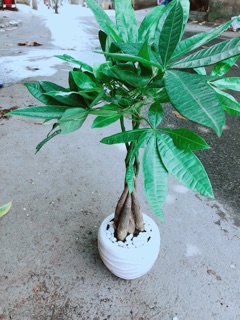 Chậu Kim Ngân 5 Thân Thắt Bính