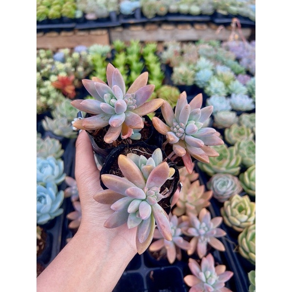 SEN ĐÁ ĐÁ PHA LÊ SIZE BẦU 4-6 cm