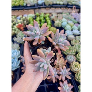 Sen đá đá pha lê size bầu 4-6 cm