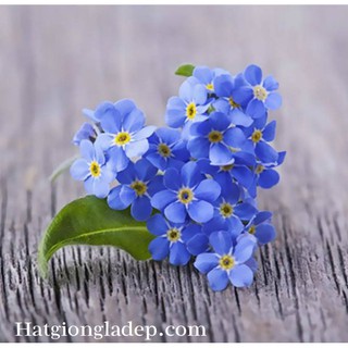 Hạt Giống Hoa Lưu Ly