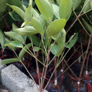 Cây giống roi đỏ An Phước
