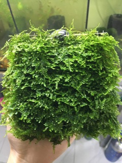 RÊU MINITAIWAN MOSS VĨ 10.10CM