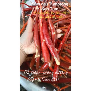 Sâm cau đặc sản tây nguyên