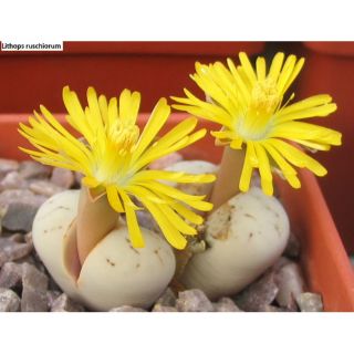 Lithops ruschiorum C241
Size 2cm~2.5cm