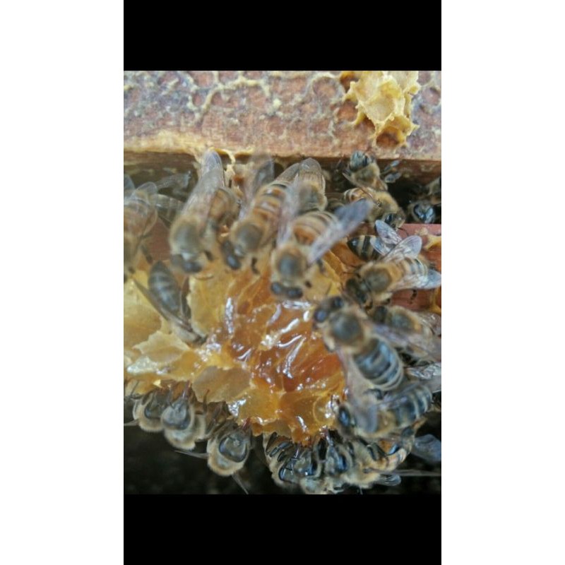 sỉ 5 lít mật ong Hoa cà phê nguyên chất Đăk Lăk