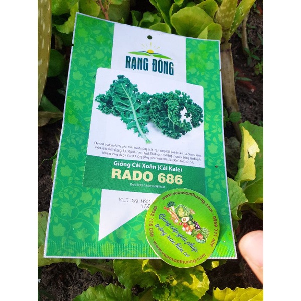 [Rạng Đông] Hạt Giống Cải Xoăn,Kale Rado 686 Dễ Trồng, Năng Suất Cao 5gr