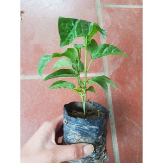 cây giống chanh dây (chanh leo)