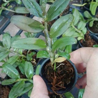 Lan phi điệp Esaso giống