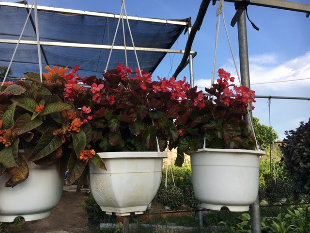 Phân bón thông minh Rynan Flowermate 240
