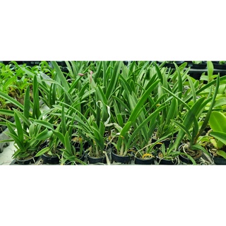 HOA LAN BRASS CANARY CÂY GIỐNG