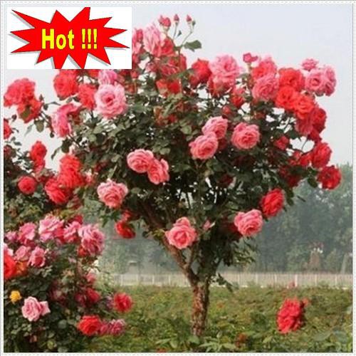 Hạt giống Hoa hồng Thân gỗ (gói 10 hạt nhiều màu)