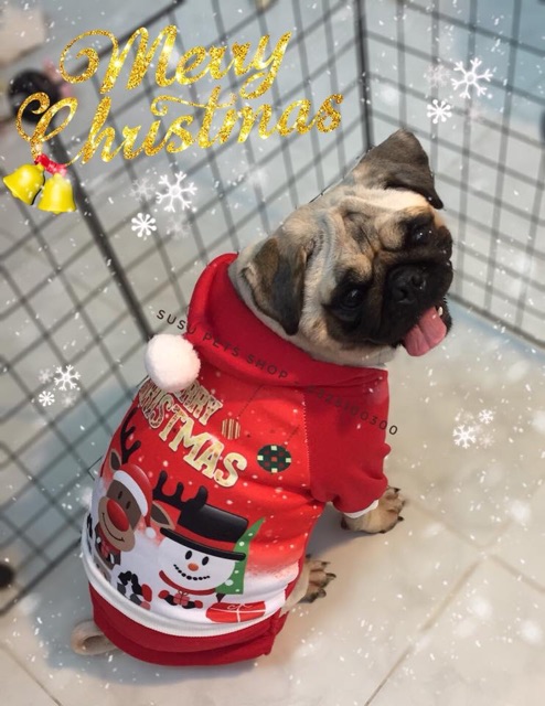 ĐỒ NOEL CHO CHÓ MÈO (ảnh thật)