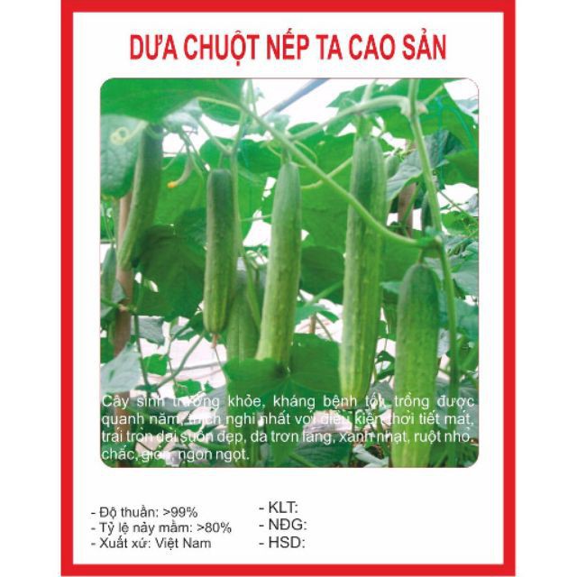 Hạt giống Dưa Chuột Nếp Ta 10 Hạt luckyseed hạt siêu rẻ
