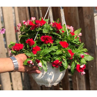 Chậu treo dừa cạn siêu bông DC 3