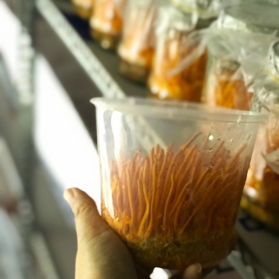 Quả thể đông trùng hạ thảo - Đông trùng hạ thảo tươi 140g | BigBuy360 - bigbuy360.vn