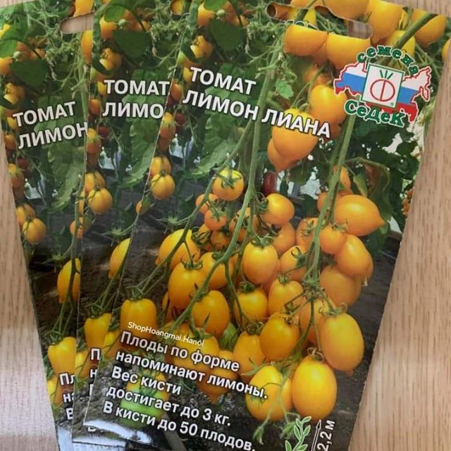 CÀ CHUA CHÙM CAU VÀNG