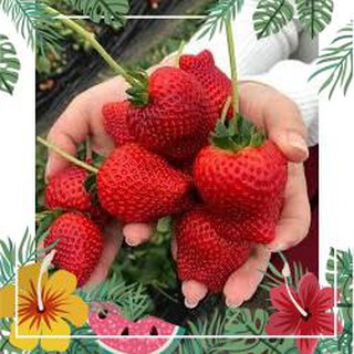 100 Hạt Dâu tây QUẢ SIÊU TO và CHỊU NHIỆT F1 ( Freeship toàn quốc đơn từ 50k ) F1