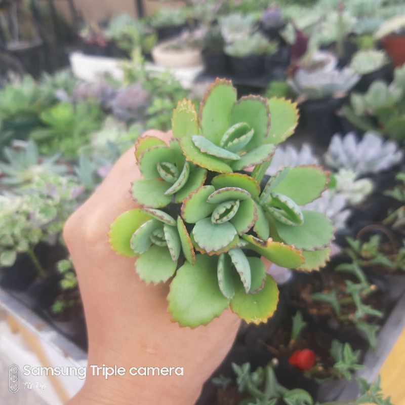 Cây Sống Đời Mẹ Nghìn Con