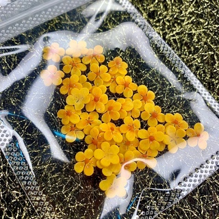 Hoa mai nhí gắn móng trang trí móng