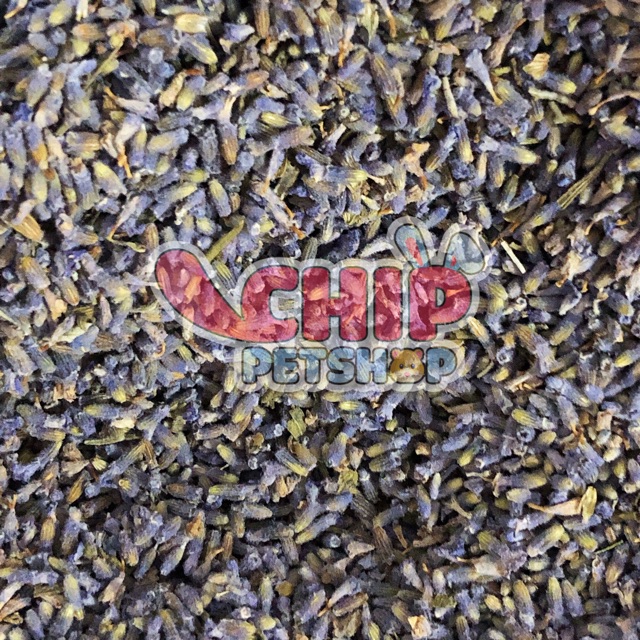 Nụ Hoa Lavender