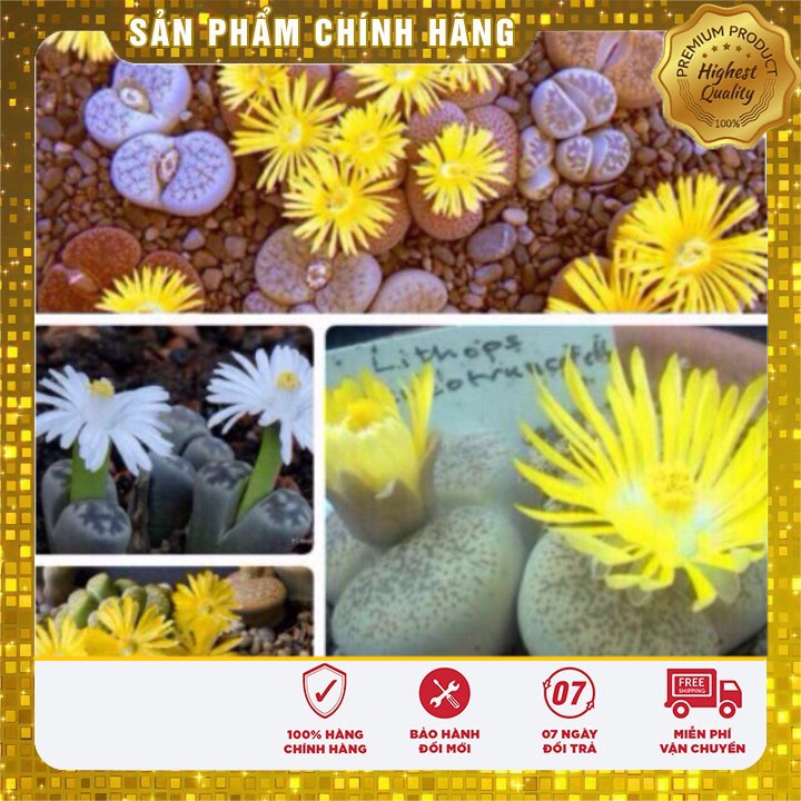 Hạt Giống Hoa Thạch Lam(Đá Sống)4-5 hạt