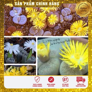 Hạt Giống Hoa Thạch Lam(Đá Sống)4-5 hạt