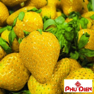 Hạt giống dâu tây vàng quả to chịu nhiệt 100 hạt  PHÚ ĐIỀN