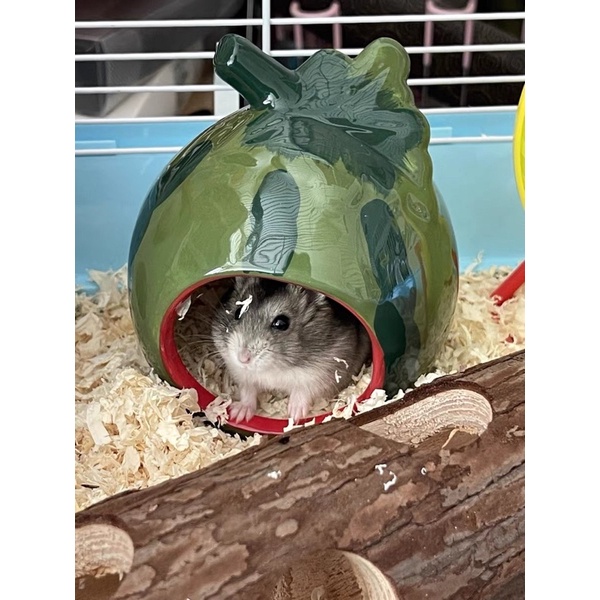 ngủ sứ dâu, dưa hấu cho hamster