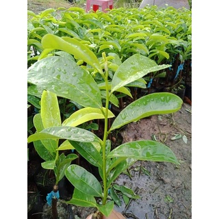CÂY GIỐNG MÃNG CẦU XIÊM (CÂY GHÉP CHO TRÁI SIÊU SỚM)