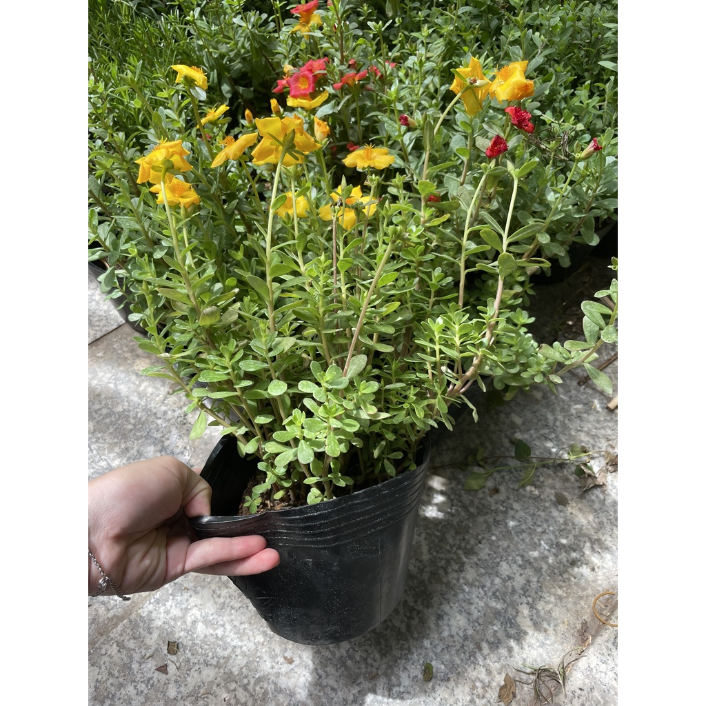 CÂY GIỐNG HOA MƯỜI GIỜ THÁI ,, Hoa giống, dễ trồng GIÁ RẺ, nở quanh năm, Cây Tươi Nguyên CTN0280