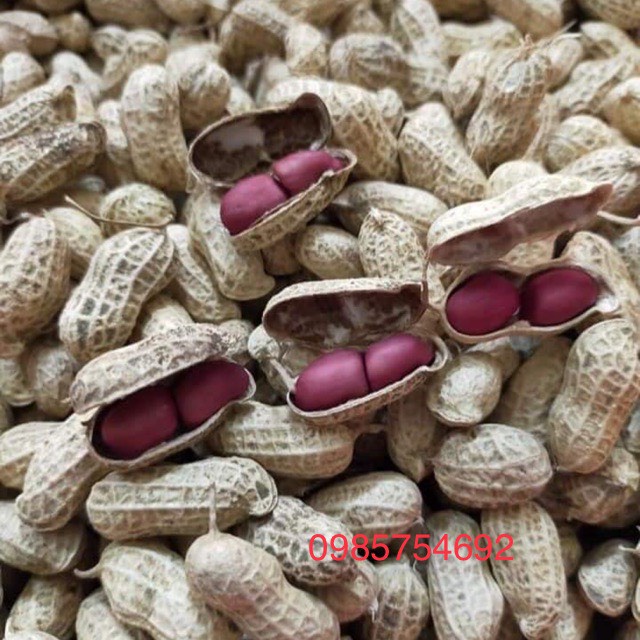 Lạc đỏ đặc sản Tây Bắc lạc bóc tay giòn ngon hạt mẩy to tròn chuẩn hàng loại 1