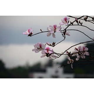 10 Hạt giống cây hoa ban tím