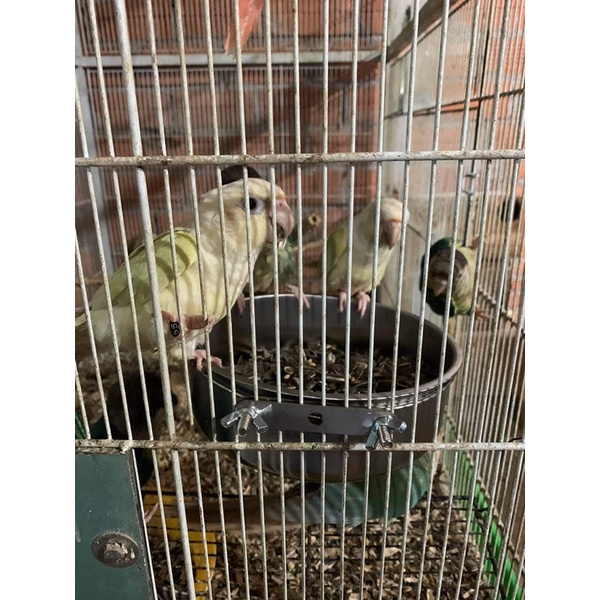 Cóng inox các size cho chim vẹt.