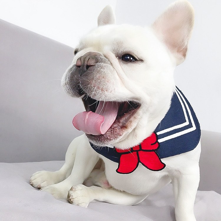 Yếm Thú Cưng Xinh Xắn