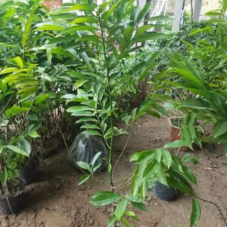 Cây hoa móng rồng