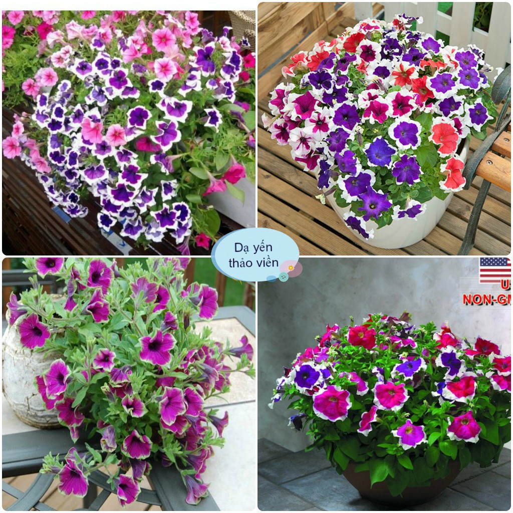 Hạt Giống Hoa Dạ Yến Thảo Viền Mix Đủ Màu (tặng kèm phân)