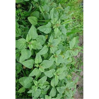 HẠT GIỐNG CÁC LOẠI RAU