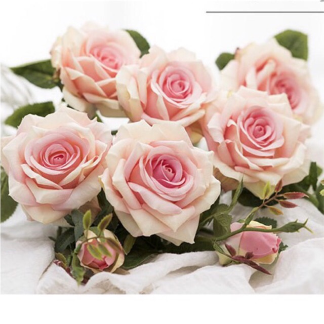 Cành hồng 3 hoa nụ, nhiều lộc non đẹp chất từng cm