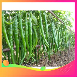 Hạt giống ớt hàn quốc - 30 hạt vietgar