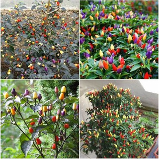 Hạt giống ớt ngũ sắc nhiều màu - Gói 30 hạt - Tặng gói kích hạt nảy mầm
