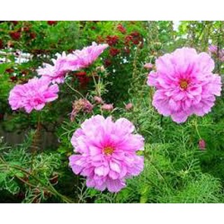 Hạt giống Sao nhái kép hồng - Rau củ quả trồng tại vườn, sân thượng, nông trang, ban công