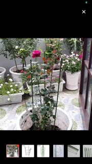 Khung đỡ cho hoa hồng leo 1m2
