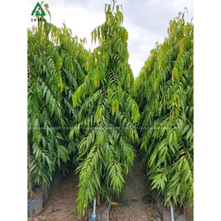 CÂY GIỐNG CÂY HOÀNG NAM - TÙNG ẤN ĐỘ, CÂY KHỎE ĐẸP , cam kết uy tín chất lượng